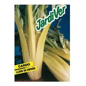 CARDO LLENO ESPAÑA