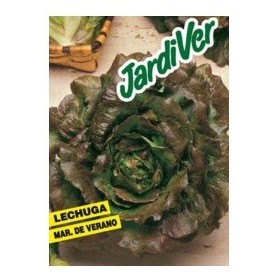 LECHUGA MARAVILLA DE VERANO