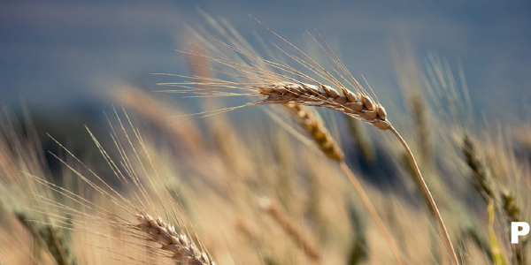 Los herbicidas de pre-emergencia para el cereal de invierno