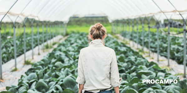 Qué cultivar en invierno o en temperaturas frías