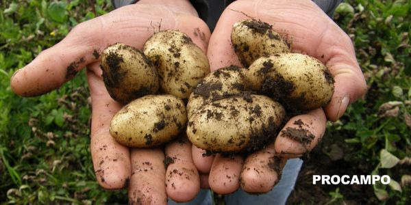 La patata y su cultivo