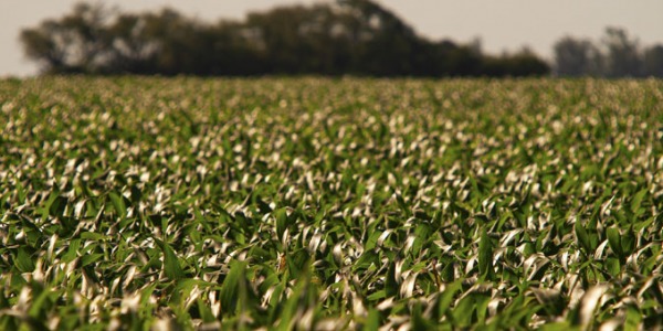 Cultivos de primavera: qué sembrar y cuándo hacerlo