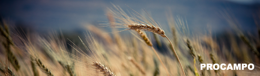 Los herbicidas de pre-emergencia para el cereal de invierno