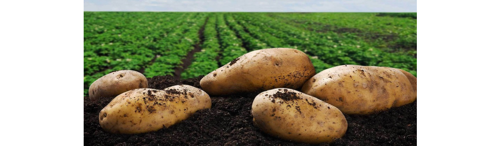 CULTIVO DE LA PATATA