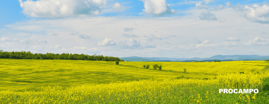 Plan Estratégico de la Política Agraria Común: objetivos claves