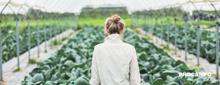Qué cultivar en invierno o en temperaturas frías
