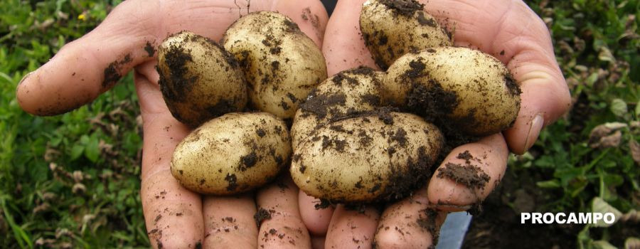 La patata y su cultivo