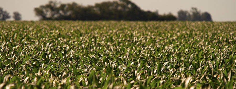 Cultivos de primavera: qué sembrar y cuándo hacerlo